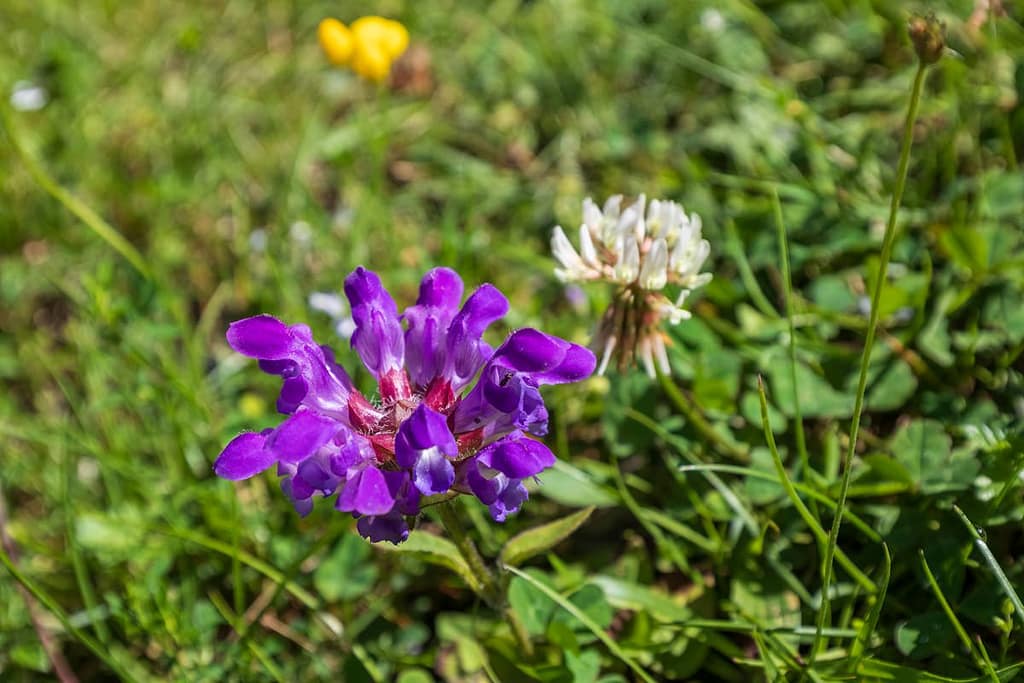 Prunella grandiflora, Bijenkorfje