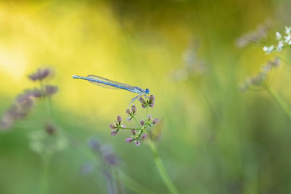 Platycnemis pennipes, Blauwe breedscheenjuffer