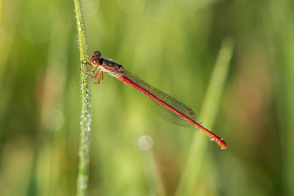 Ceriagrion tenellum, Koraaljuffer