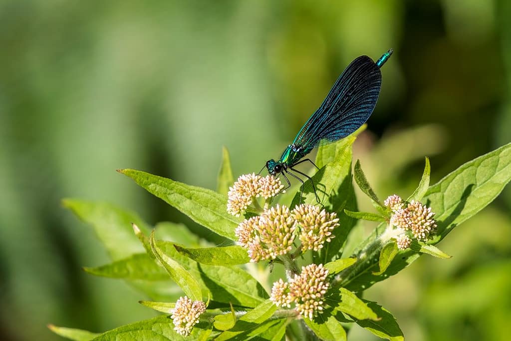 Calopteryx virgo, Bosbeekjuffer
