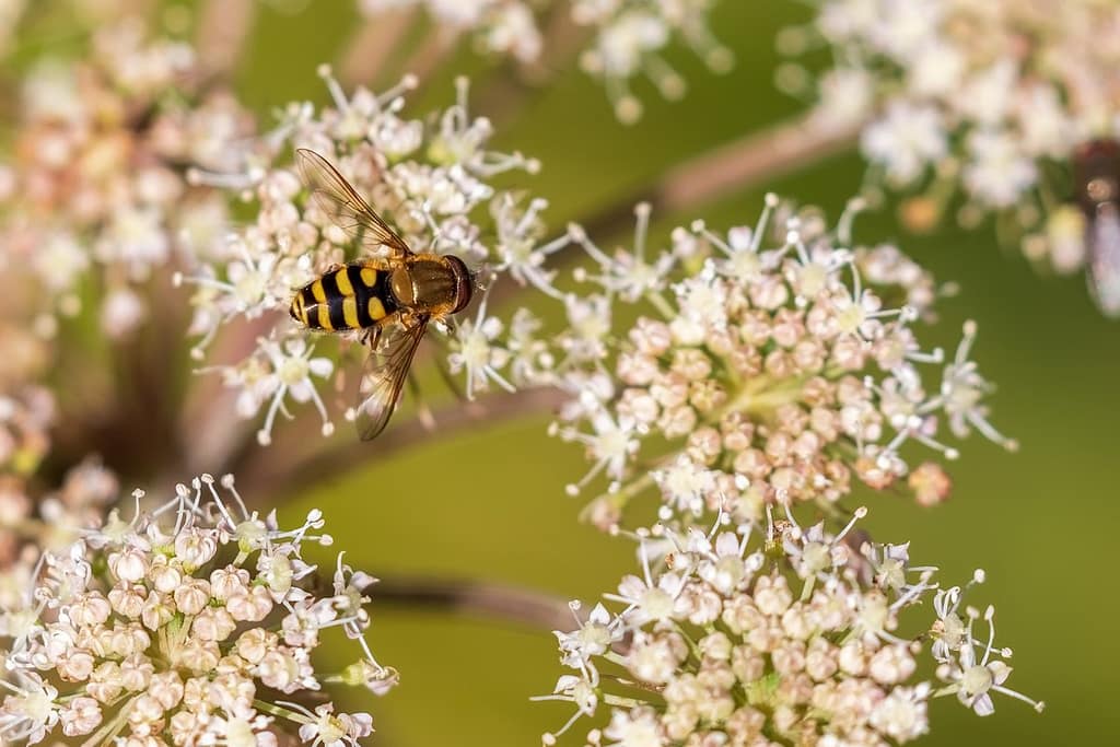 Syrphus ribesii, Bessenbandzweefvlieg