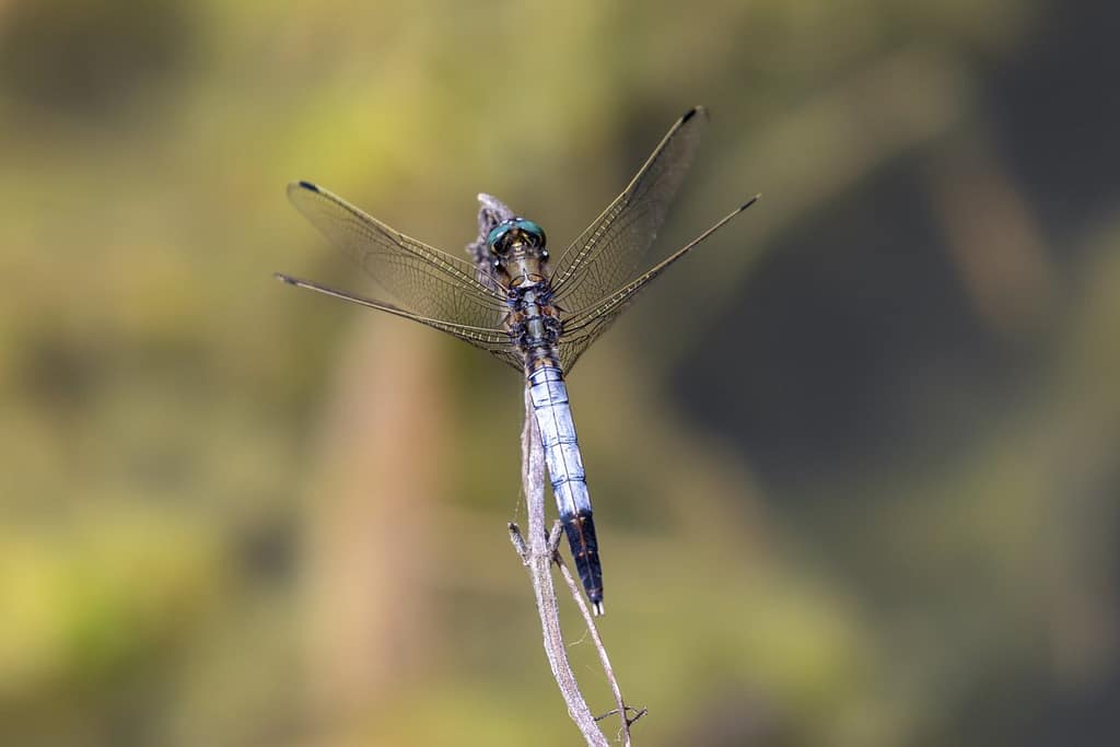 Orthetrum albistylum, Witpuntoeverlibel