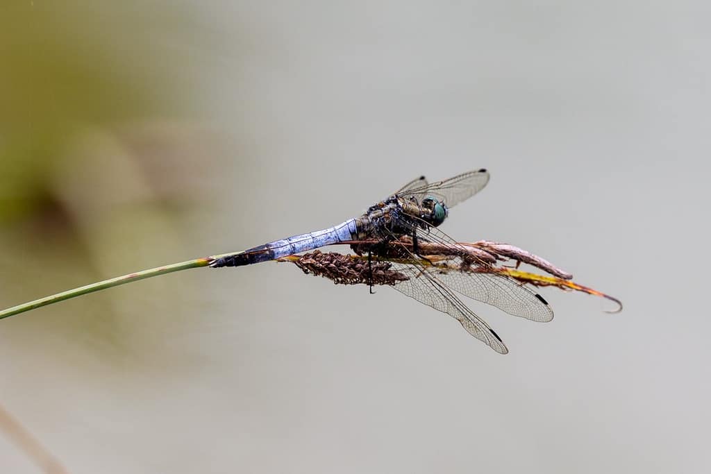 Orthetrum albistylum, Witpuntoeverlibel