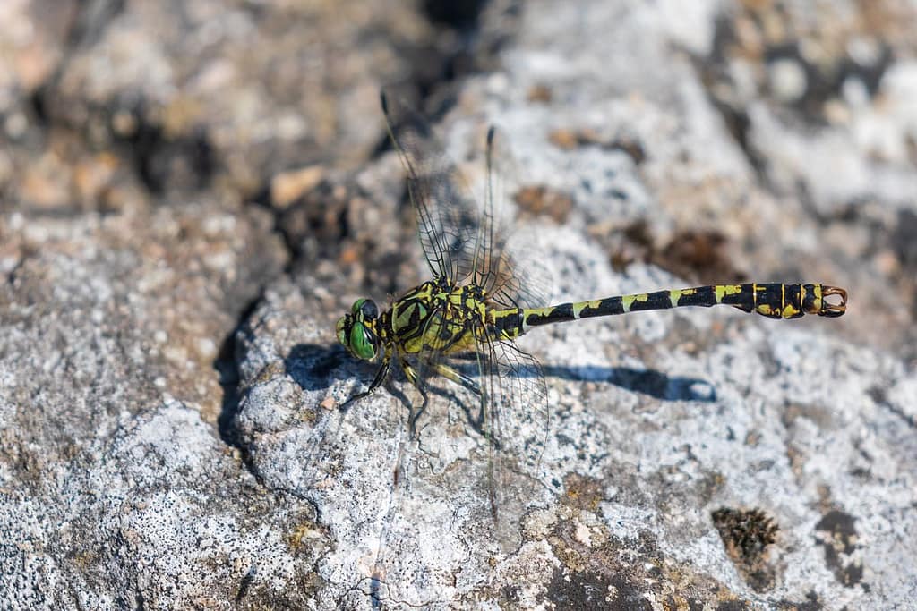 Onychogomphus forcipatus,Kleine tanglibel