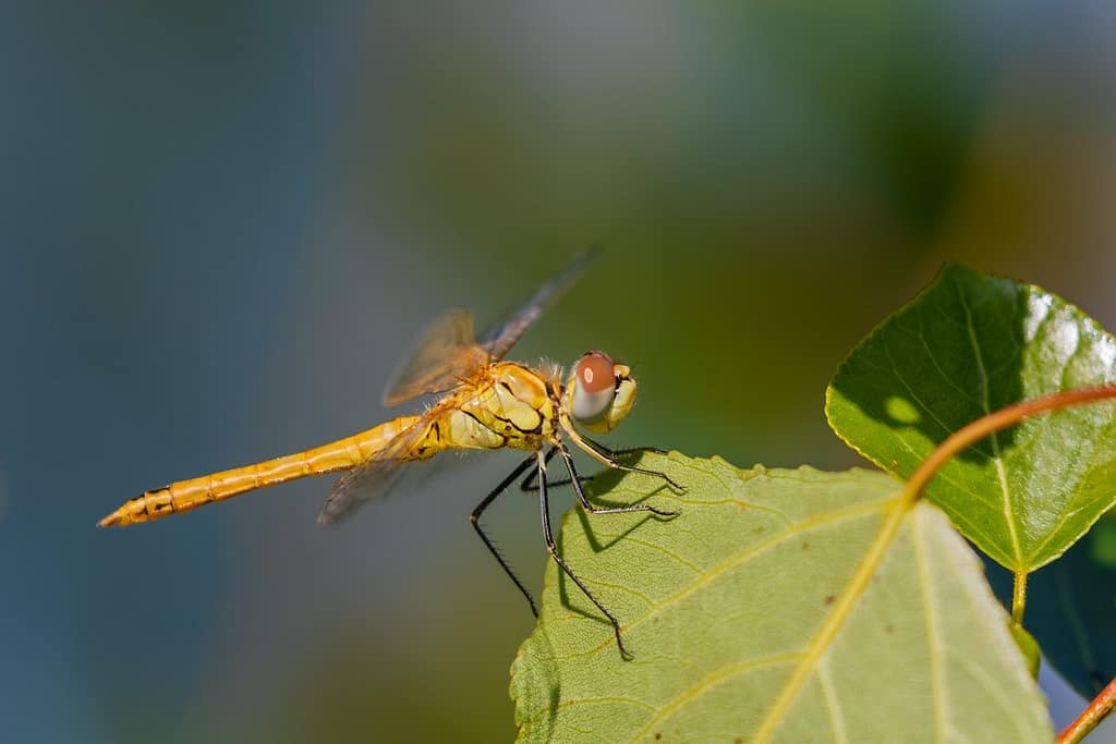 Sympetrum fonscolombii, Zwervende heidelibel