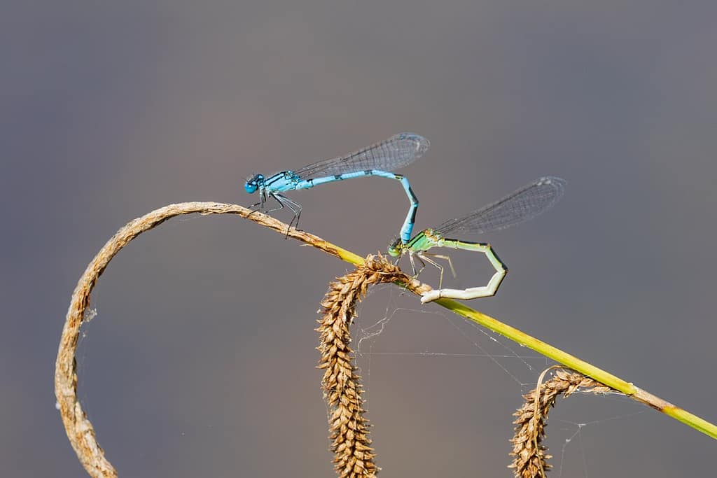 Enallagma cyathigerum, Watersnuffel