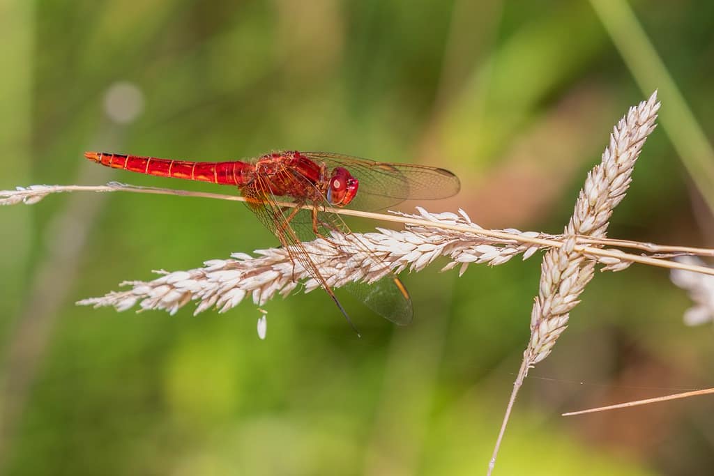 Crocothemis erythraea, Vuurlibel