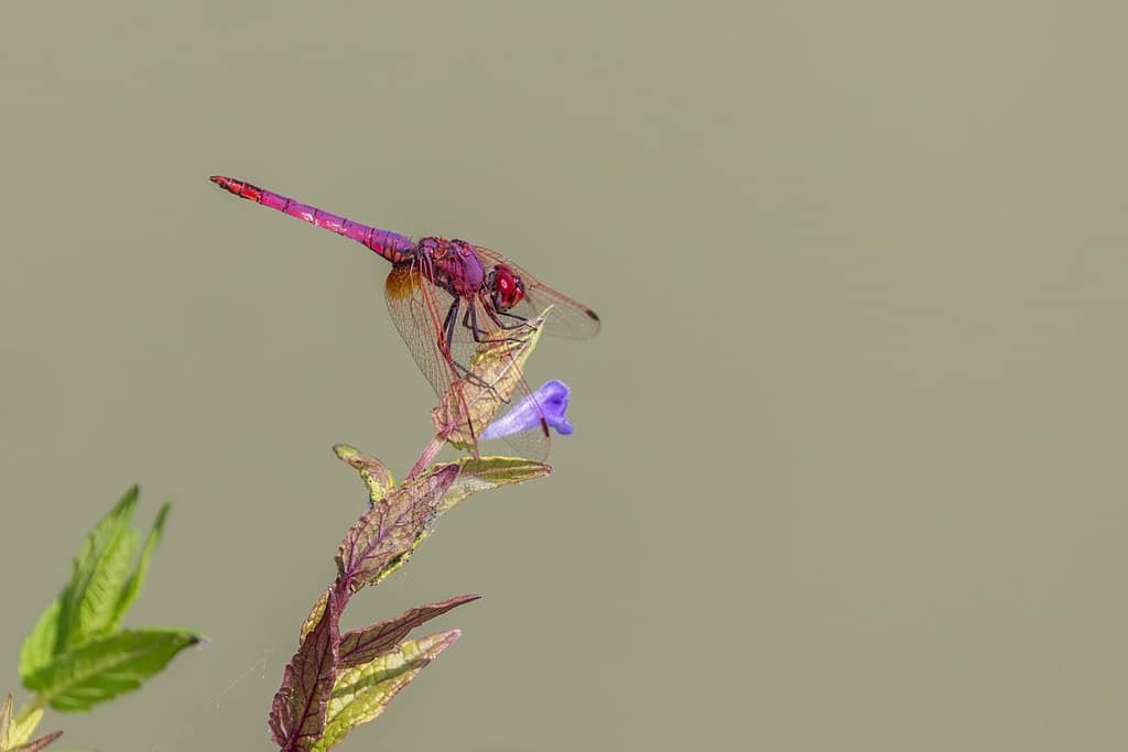 Trithemis annulata, Purperlibel