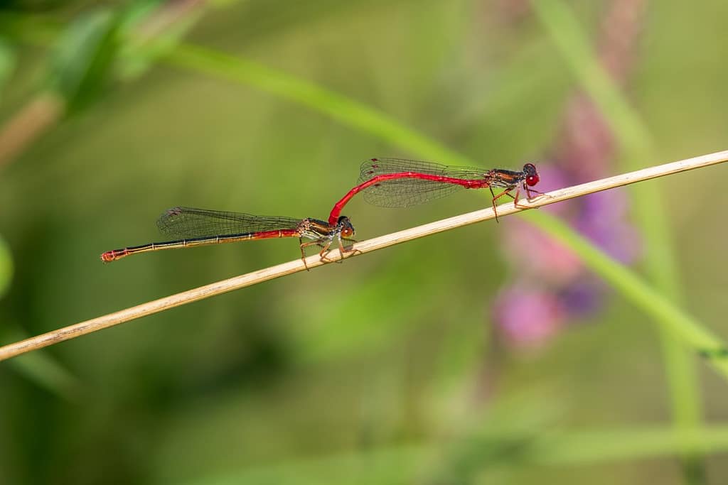 Ceriagrion tenellum, Koraaljuffer