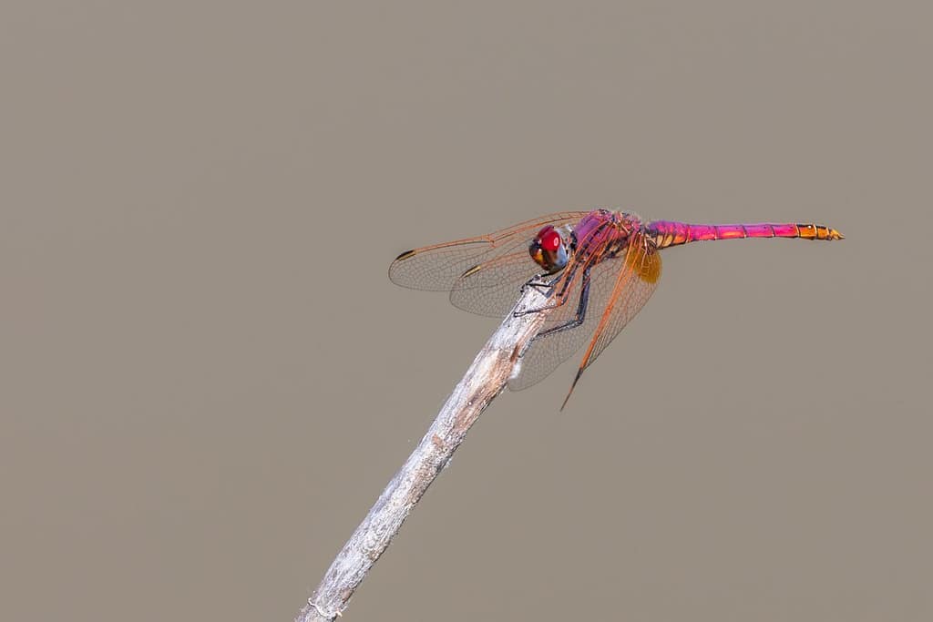 Trithemis annulata, Purperlibel