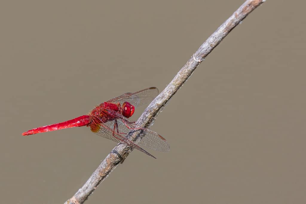 Crocothemis erythraea, Vuurlibel