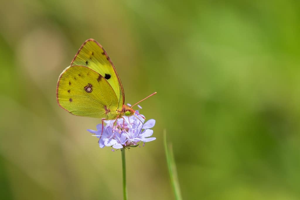 Colias alfacariensis, Zuidelijke luzernevlinder