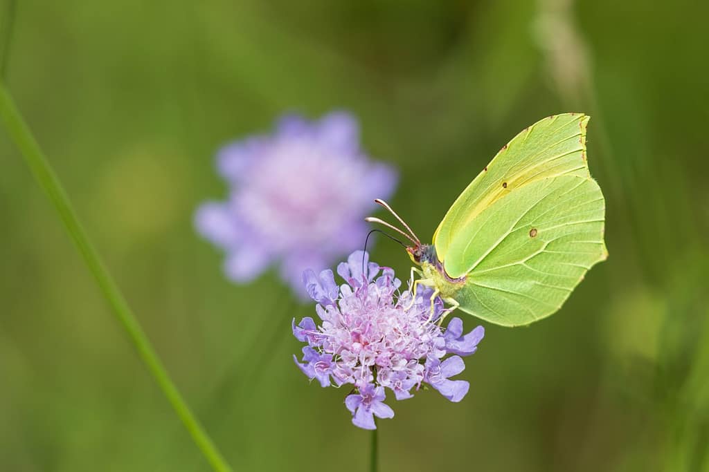 Gonepteryx cleopatra, Cleopatra