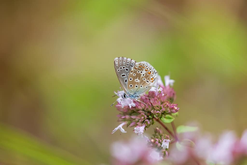 Lysandra bellargus, Adonisblauwtje vrouw