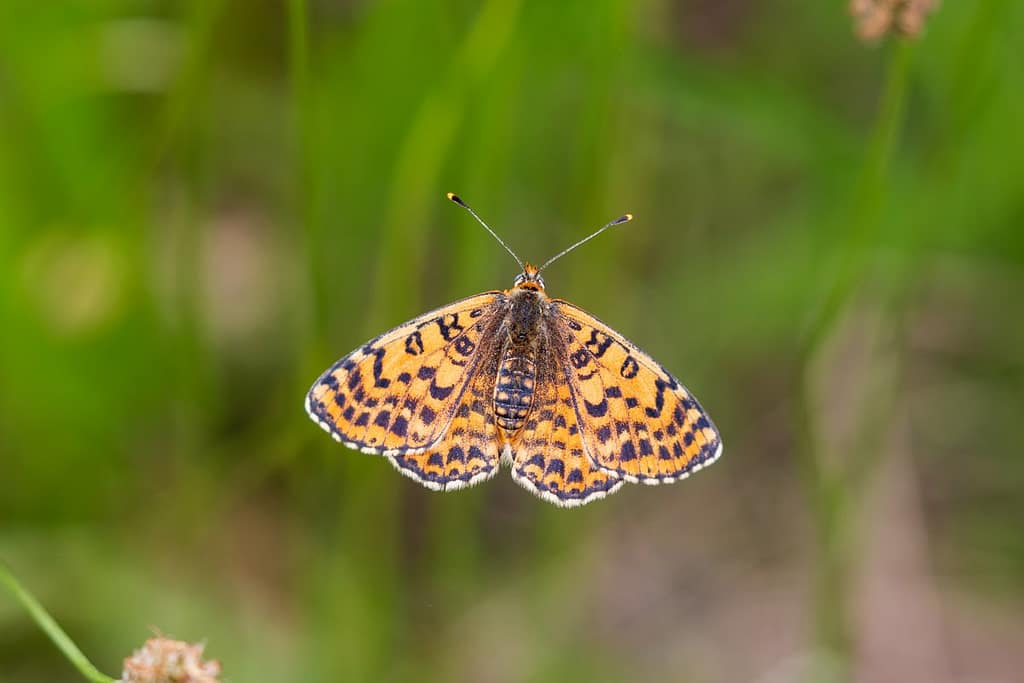 Melitaea didyma, Tweekleurige parelmoervlinder