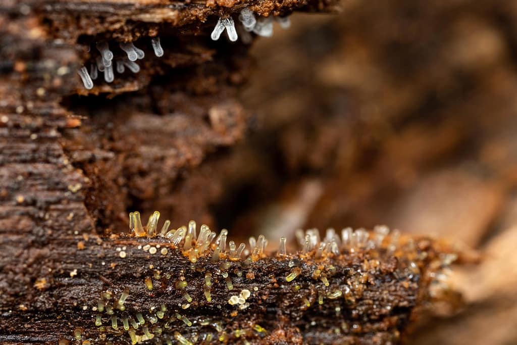 Ceratiomyxa Fruticulosa, Gewoon ijsvingertje