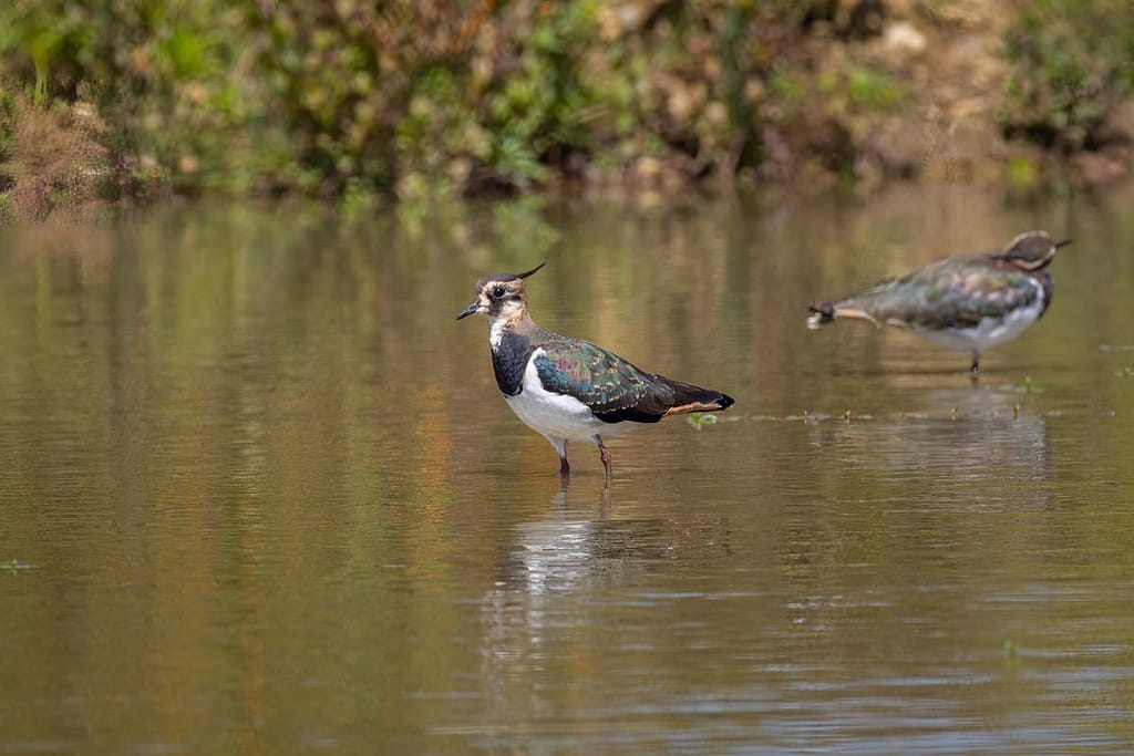 Vanellus vanellus, Kievit