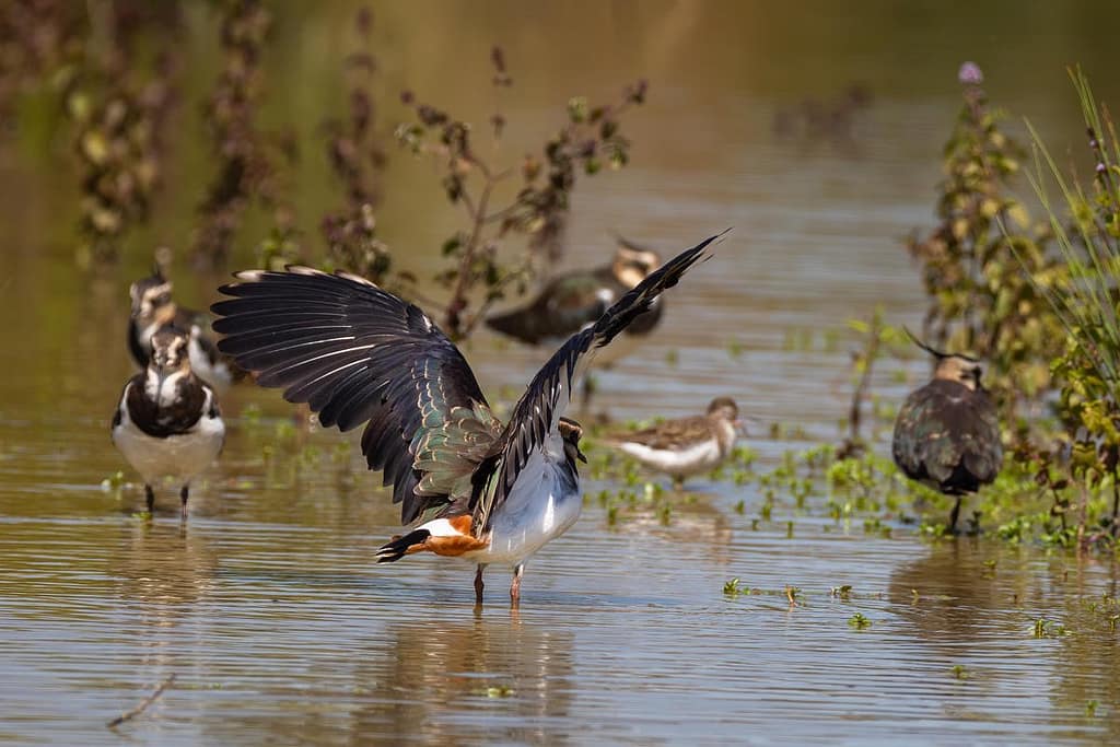 Vanellus vanellus, Kievit