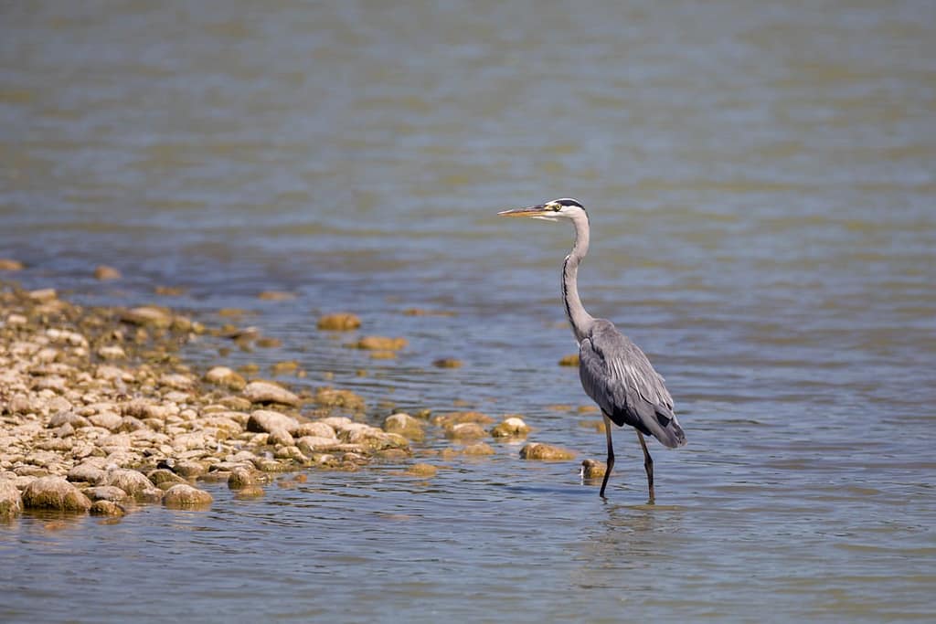 Ardea cinerea, Blauwe reiger