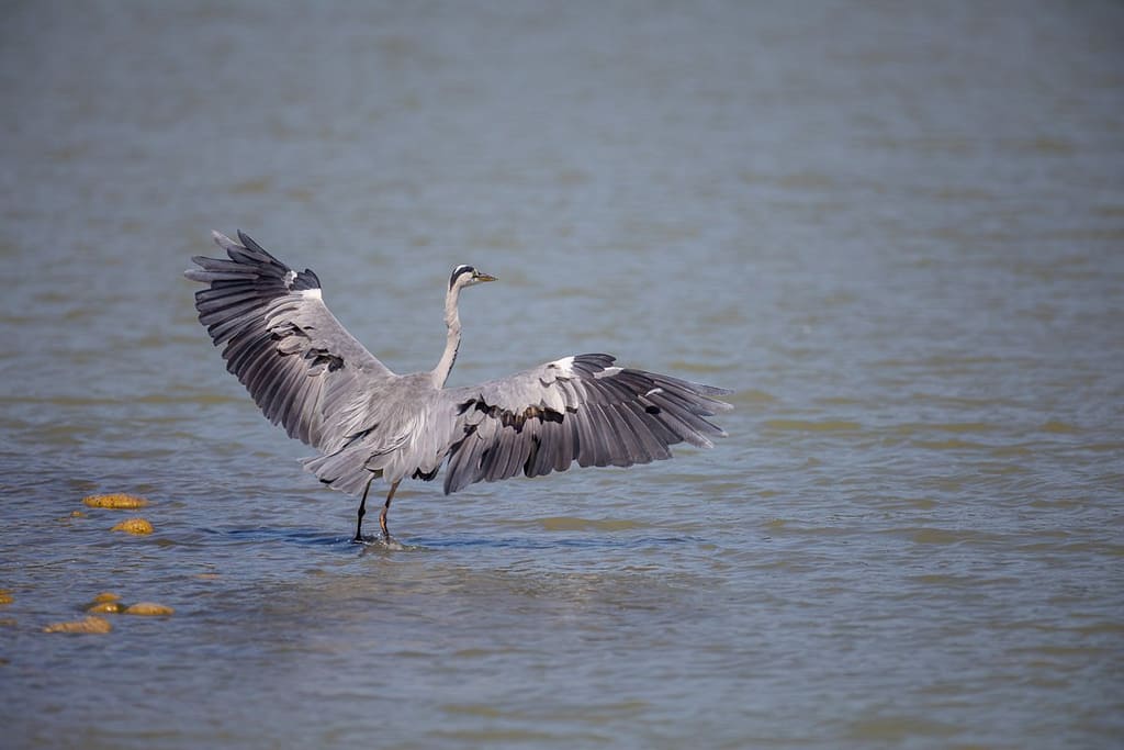 Ardea cinerea, Blauwe reiger