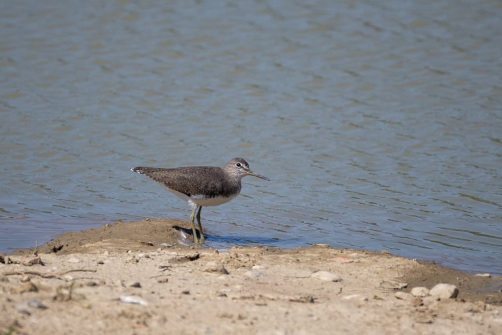 Tringa ochropus, Witgat