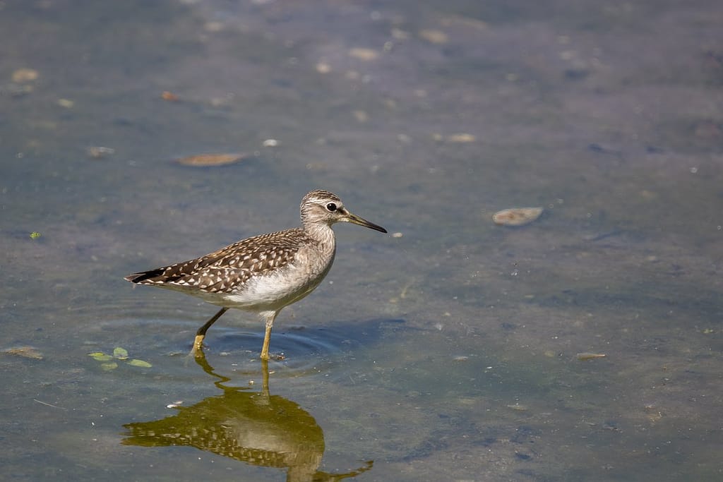 Tringa glareola, Bosruiter