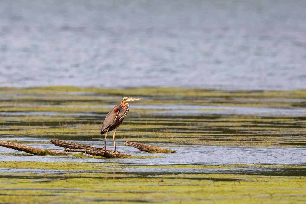 Ardea purpurea, Purperreiger