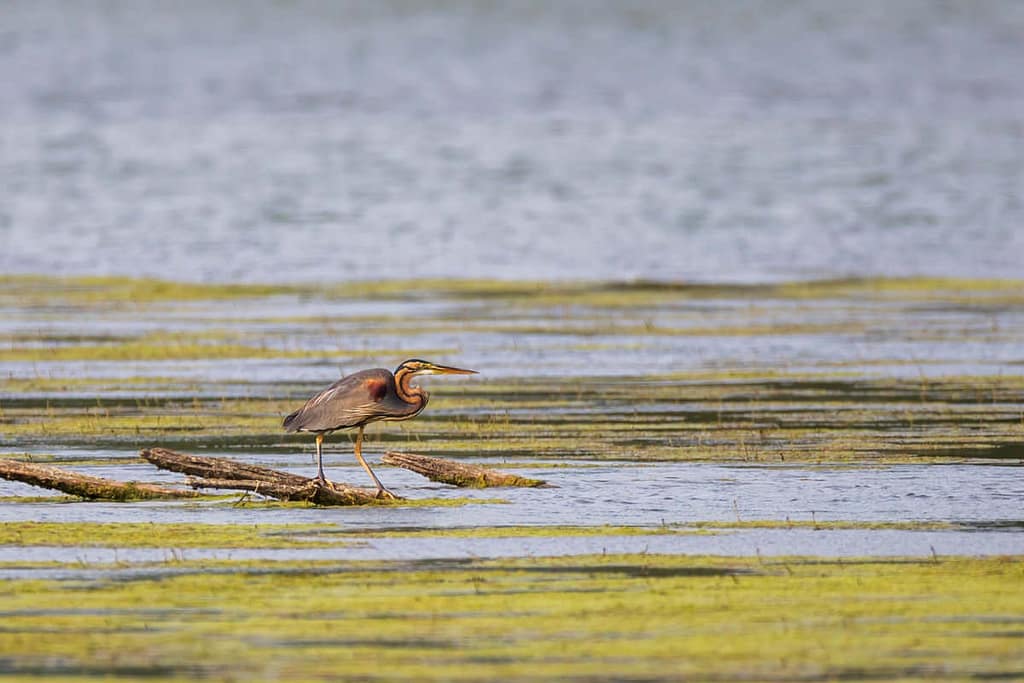 Ardea purpurea, Purperreiger