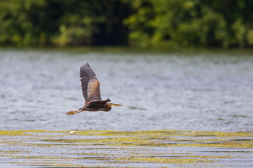 Ardea purpurea, Purperreiger