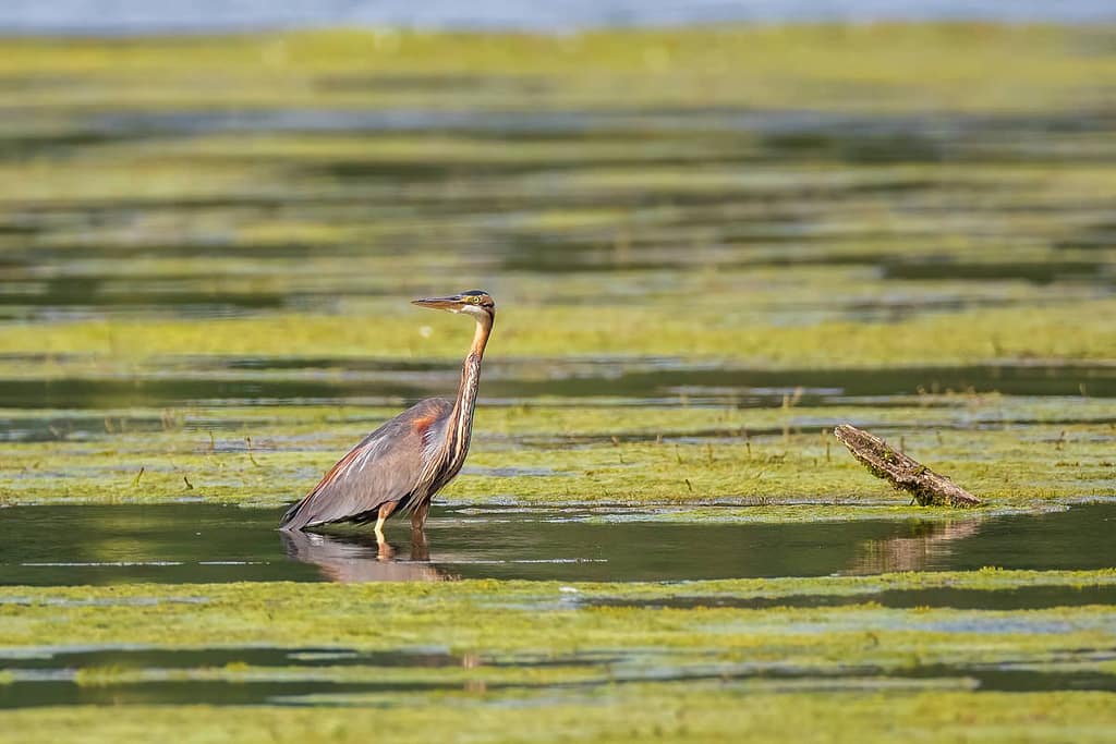 Ardea purpurea, Purperreiger