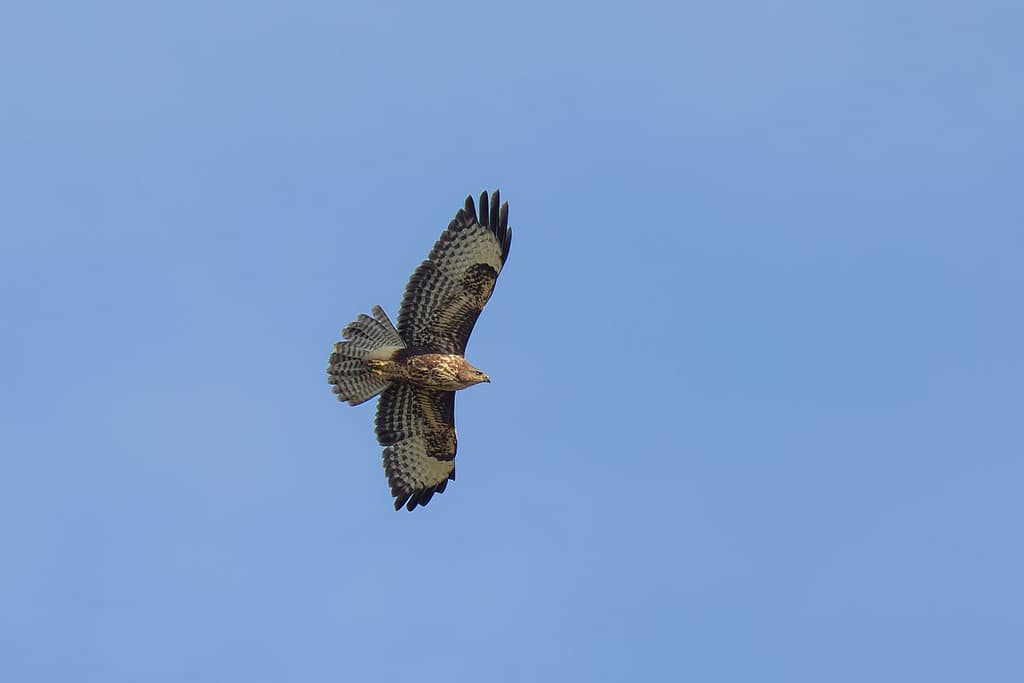 Buteo buteo, Buizerd