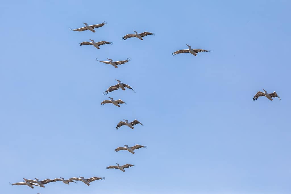 Pelecanidae, Pelikanen