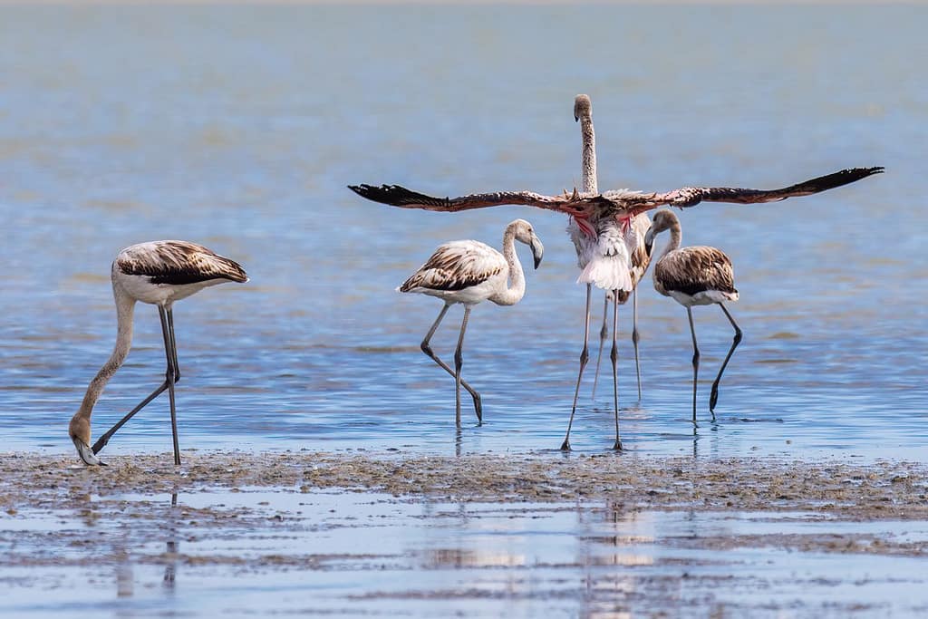 Phoenicopterus roseus, Flamingo