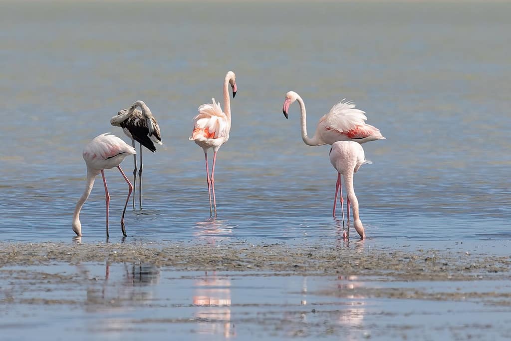 Phoenicopterus roseus, Flamingo