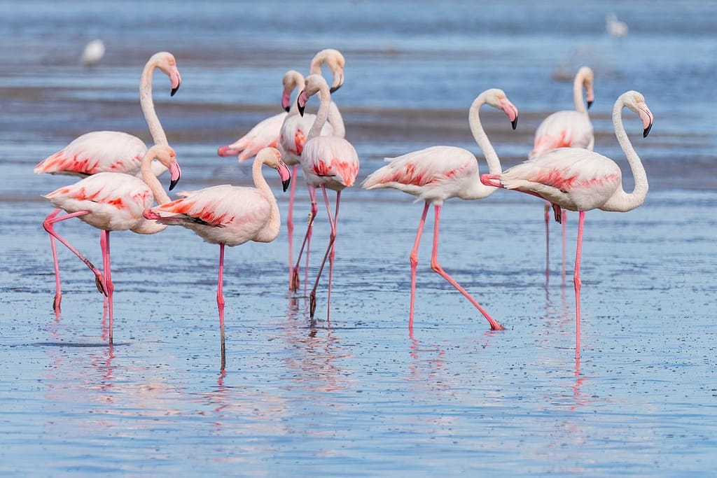 Phoenicopterus roseus, Flamingo