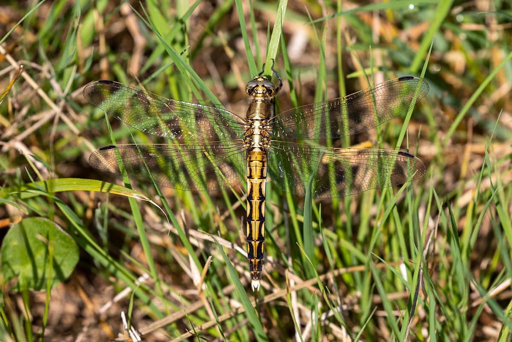 Orthetrum albistylum, Witpuntoeverlibel