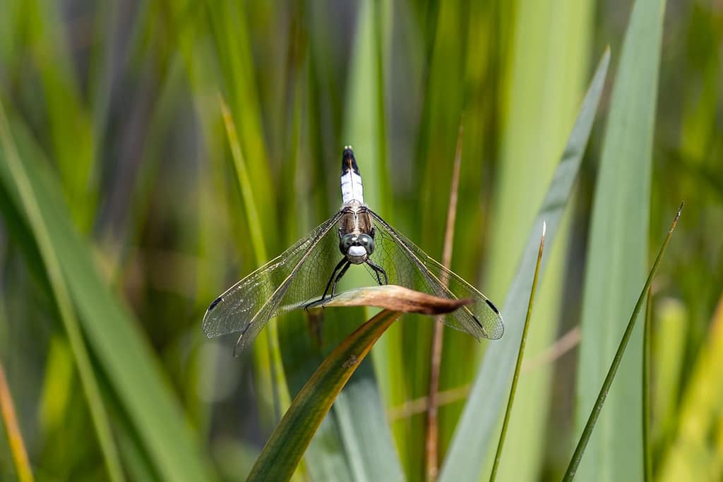 Orthetrum albistylum, Witpuntoeverlibel