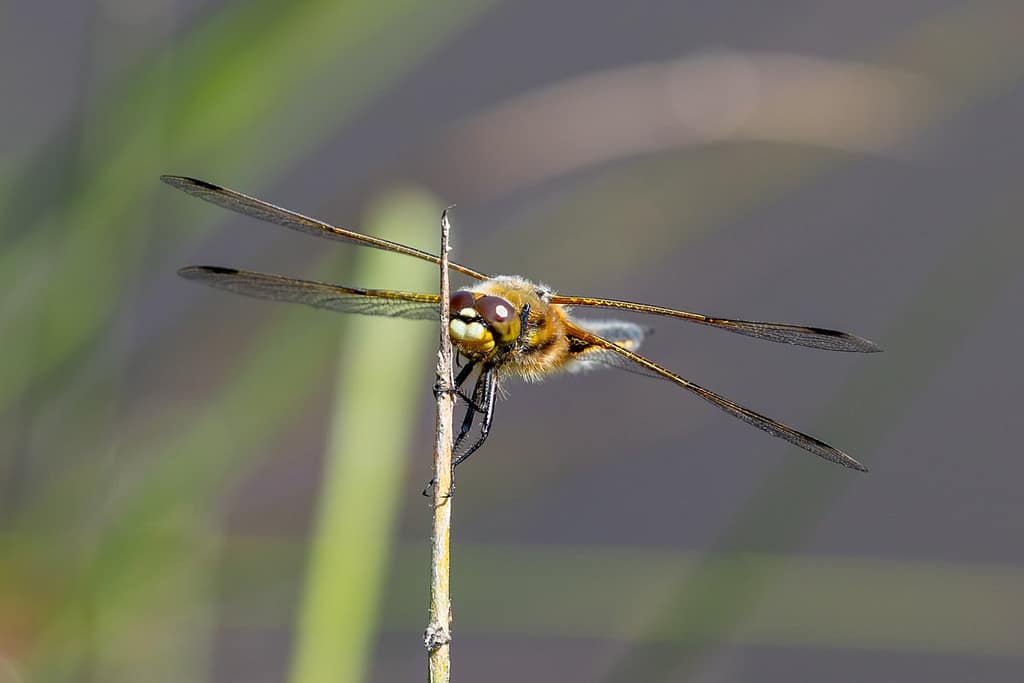 Libellula quadrimaculata, Viervlek