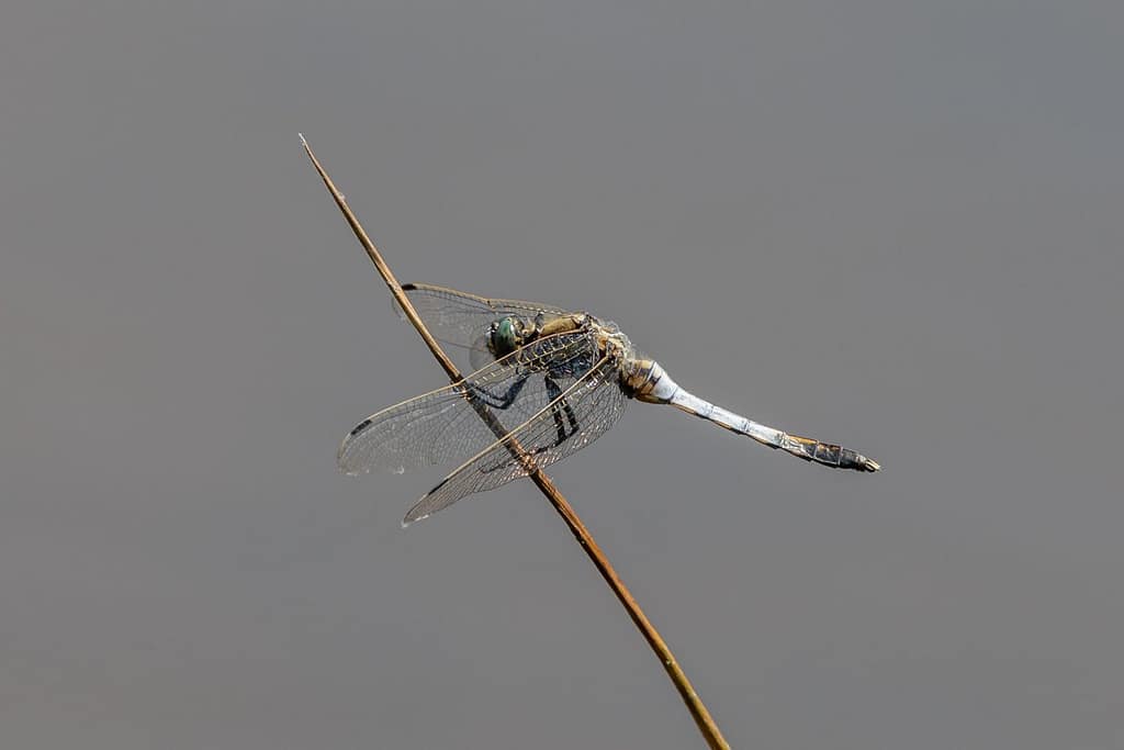 Orthetrum albistylum, Witpuntoeverlibel
