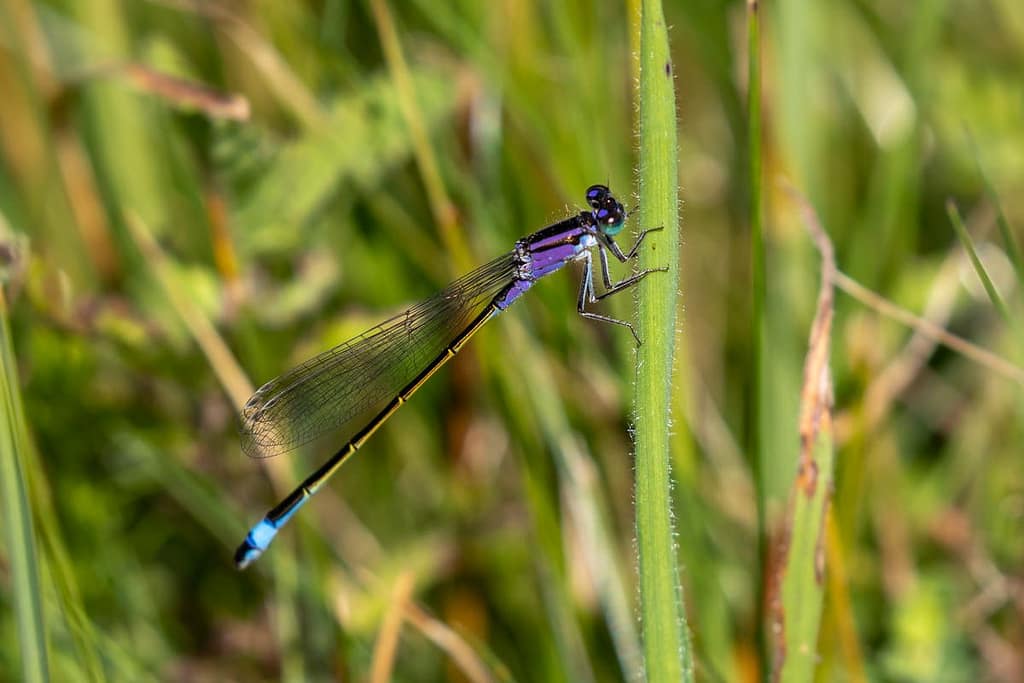 Ischnura elegans of Lantaarntje