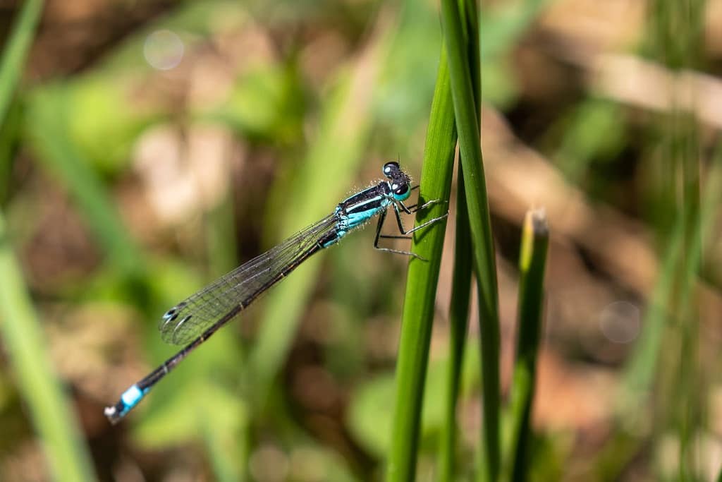 Ischnura elegans of Lantaarntje