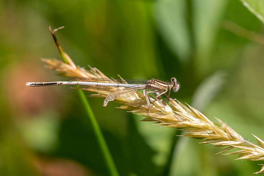 Platycnemis Latipes, Witte breedscheenjuffer