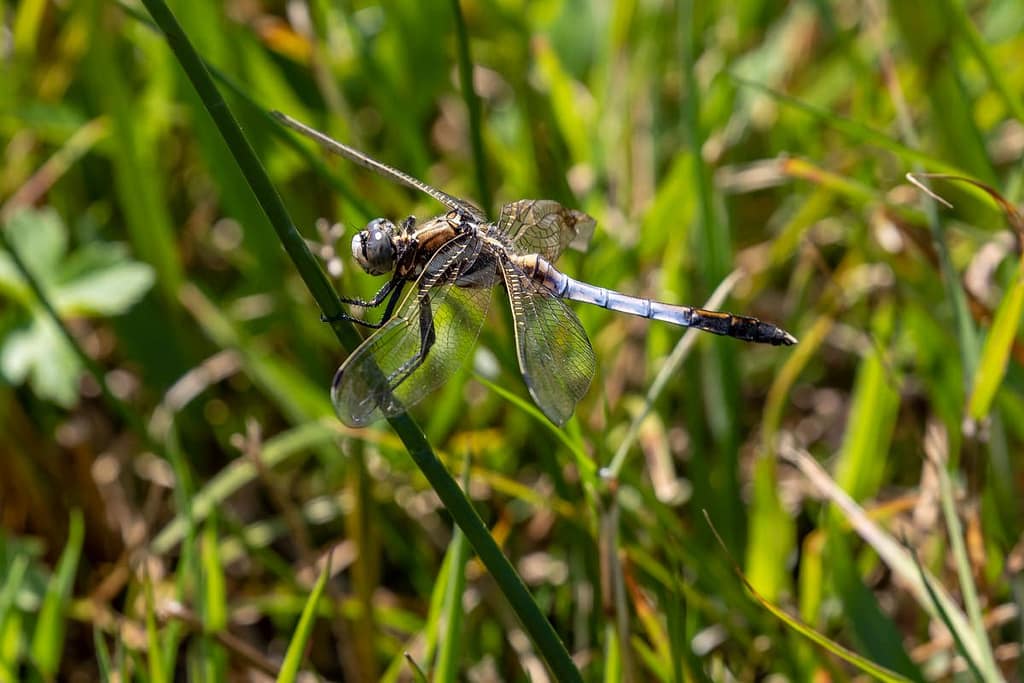 Orthetrum albistylum, Witpuntoeverlibel