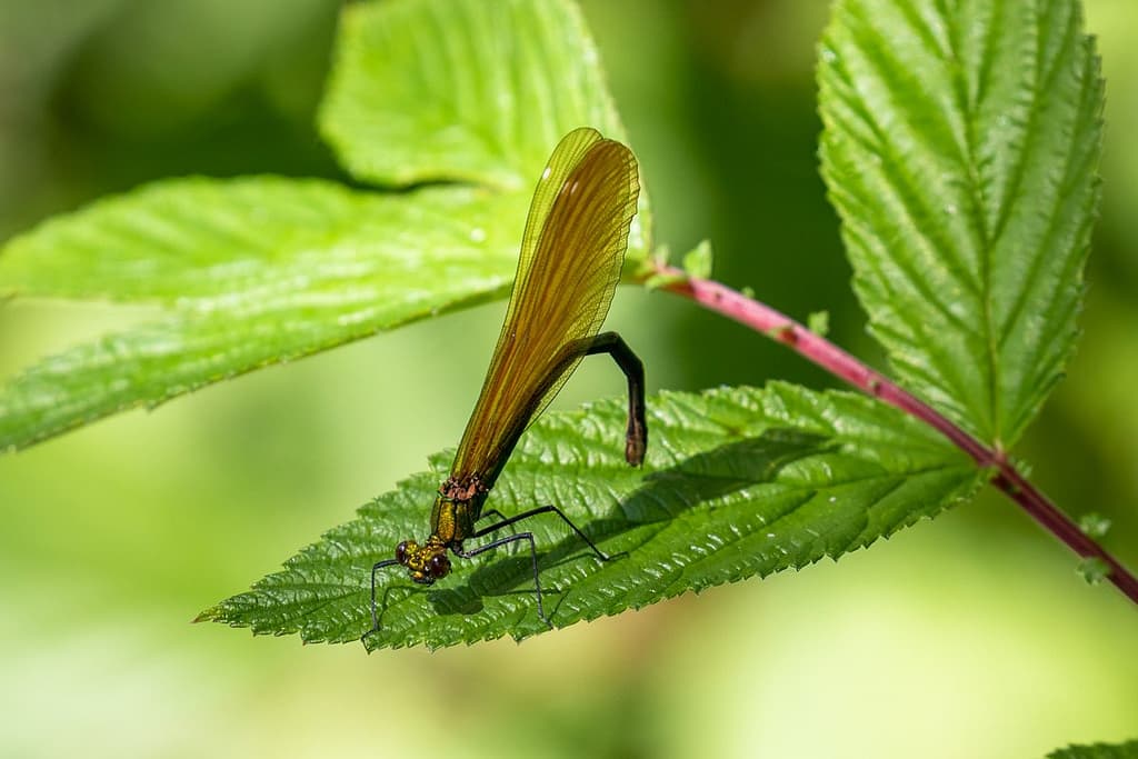 Calopteryx virgo, Bosbeekjuffer