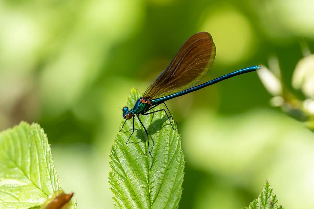 Calopteryx virgo, Bosbeekjuffer