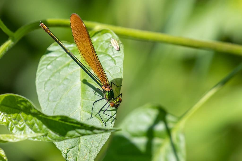 Calopteryx virgo, Bosbeekjuffer