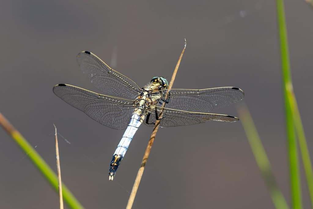 Orthetrum albistylum, Witpuntoeverlibel