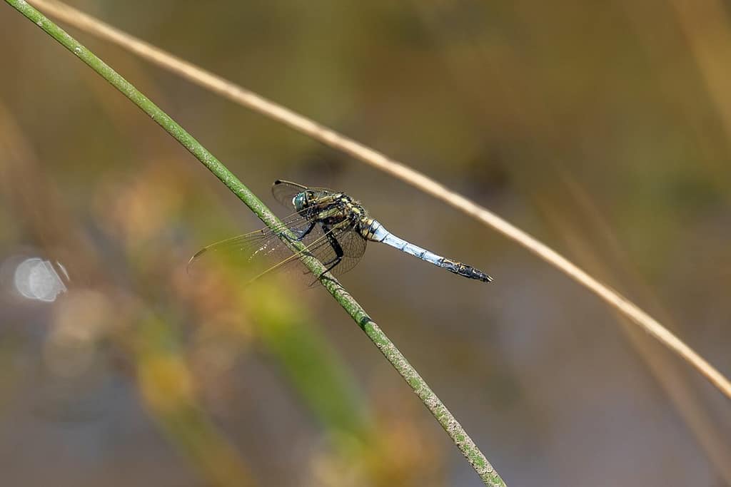 Orthetrum albistylum, Witpuntoeverlibel