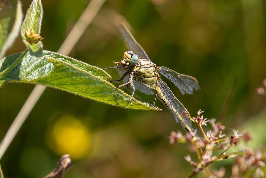 Gomphus Pulchellus, Plasrombout
