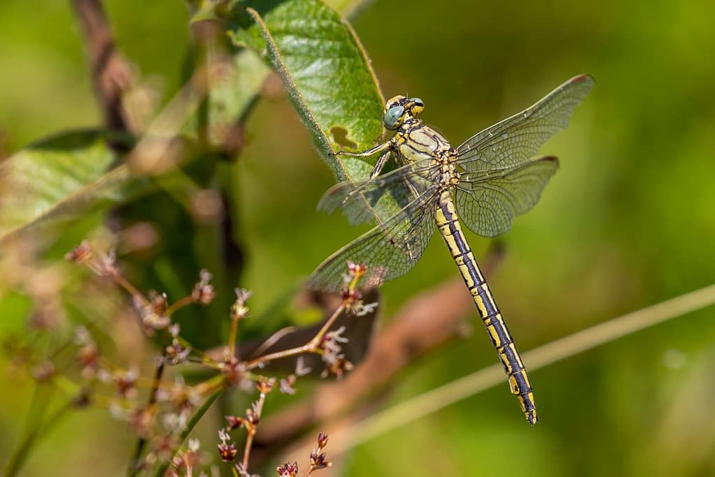 Gomphus Pulchellus, Plasrombout